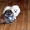 Шпиц померанский миниатюрный, щенки - Изображение #1, Объявление #1535960