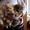 Шпиц померанский миниатюрный, щенки - Изображение #2, Объявление #1535960