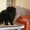 Шпиц померанский миниатюрный, щенки - Изображение #3, Объявление #1535960