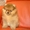 Шпиц померанский миниатюрный, щенки - Изображение #4, Объявление #1535960