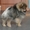 Симпатичные щенки померанского шпица #1547560