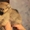 Симпатичные щенки померанского шпица - Изображение #2, Объявление #1547560