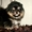 Симпатичные щенки померанского шпица - Изображение #3, Объявление #1547560