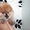Мохнатые собачки  померанские шпицы - Изображение #4, Объявление #1566198