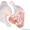 Говядина, мясо цыплят бройлера в ассортименте. - Изображение #2, Объявление #1631285