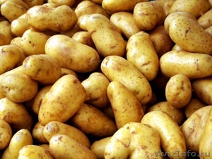 Оптовые поставки картофеля - Изображение #1, Объявление #70863