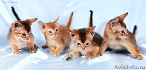 Продам абиссинских котят - Изображение #1, Объявление #105406