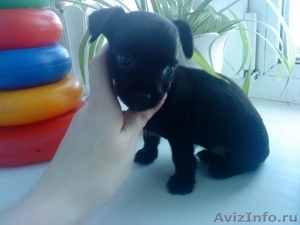 карликовый пинчер щенок черный окрас девочка                                     - Изображение #1, Объявление #113058