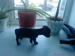 карликовый пинчер щенок черный окрас девочка                                     - Изображение #2, Объявление #113058