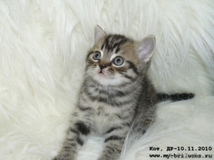 Британские короткошерстные котята (черные пятнистые) - Изображение #3, Объявление #118248
