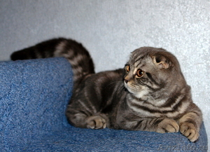 Вязка шотландский вислоухий кот - Изображение #1, Объявление #141903