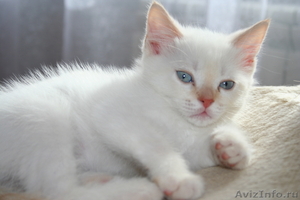 Котёнок турецкой ангорской кошки - Изображение #1, Объявление #209224