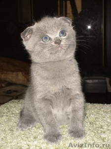 Шотланские голубые вислоухие котята - Изображение #3, Объявление #318047