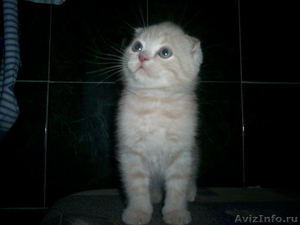 Шотландские котята -вислоухое чудо - Изображение #2, Объявление #314087