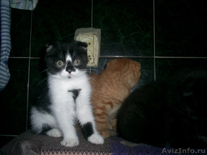 Шотландские котята -вислоухое чудо - Изображение #3, Объявление #314087