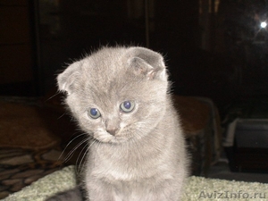 Шотланские голубые вислоухие котята - Изображение #2, Объявление #318047