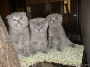 Шотланские голубые вислоухие котята - Изображение #1, Объявление #318047