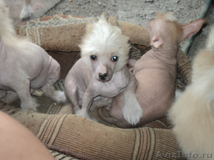 Щеночки Китайской Хохлатой Собаки - Изображение #3, Объявление #355871
