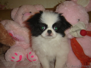 продам очаровательных щенков японского хина - Изображение #1, Объявление #358074