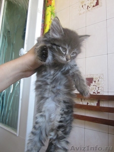 Сибирские котята!!!! - Изображение #1, Объявление #367754