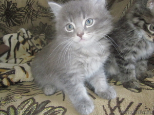 Сибирские котята!!!! - Изображение #4, Объявление #367754
