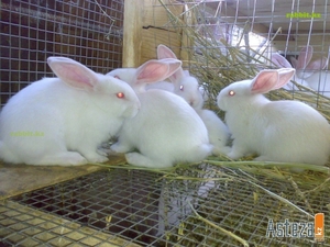 Продаю кроликов на Уралмаше - Изображение #1, Объявление #349649
