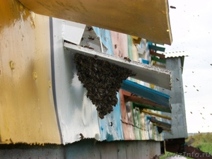 Свежий,цветочный мед с разнотравья! - Изображение #1, Объявление #371091