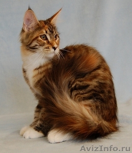 Котята породы Мейн Кун - Изображение #1, Объявление #402286