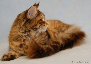 Котята породы Мейн Кун - Изображение #2, Объявление #402286