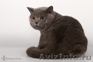 вязка британский кот  - Изображение #2, Объявление #396531
