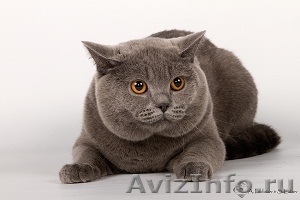 вязка британский кот  - Изображение #1, Объявление #396531