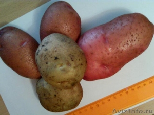 Картофель семенной и продовольственный - Изображение #1, Объявление #397147