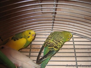 Продам пару молодых волнистых попугаев с клеткой. - Изображение #1, Объявление #448975