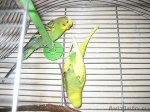 Продам пару молодых волнистых попугаев с клеткой. - Изображение #2, Объявление #448975