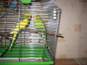 Продам пару молодых волнистых попугаев с клеткой. - Изображение #3, Объявление #448975