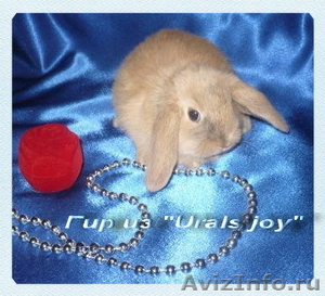 Породные вислоухие карликовые кролики бараны из питомника Urals joy редкий окрас - Изображение #2, Объявление #481995