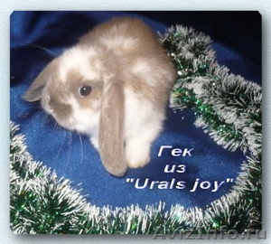 Породные вислоухие карликовые кролики бараны из питомника Urals joy редкий окрас - Изображение #1, Объявление #481995