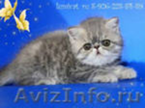 продам котенка породы персидская экзотическая - Изображение #1, Объявление #465808