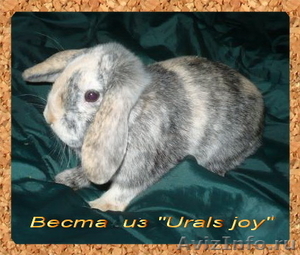 Породные вислоухие карликовые кролики бараны из питомника Urals joy редкий окрас - Изображение #3, Объявление #481995