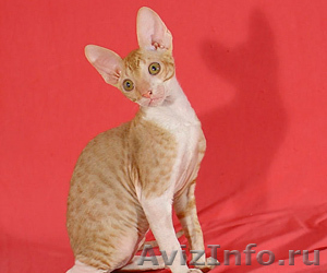 Элитные котята корниш-рекс - Изображение #3, Объявление #463190