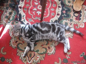 Вязка британец Шикарный котик - Изображение #3, Объявление #477377