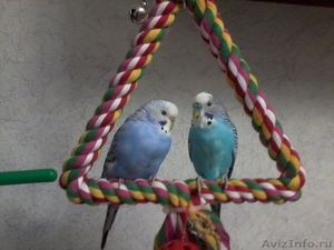 Птенчики волнистых попугаев - Изображение #1, Объявление #470616