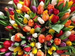 Тюльпаны к 8 марта в Екатеринбурге - Изображение #1, Объявление #551781