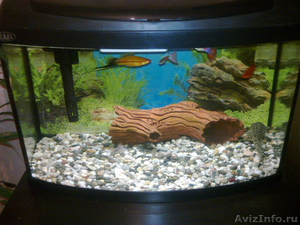 АКВАРИУМ с тритоном и рыбками - Изображение #1, Объявление #530122