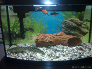АКВАРИУМ с тритоном и рыбками - Изображение #2, Объявление #530122