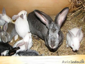 Спасите кроликов от мяса - Изображение #1, Объявление #522995