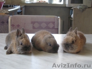 Продаются милые, ручные карликовые крольчата! - Изображение #1, Объявление #543537
