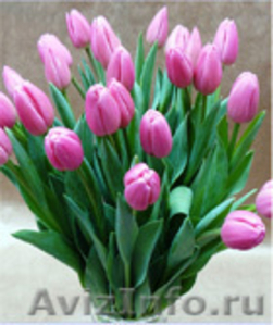 тюльпаны оптом из теплиц - Изображение #1, Объявление #566330