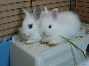 Продам двух карликовых кроликов (возраст 7 месяцев) - Изображение #3, Объявление #626467