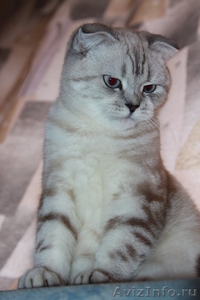 Продам котят Скотиш - Изображение #1, Объявление #625696